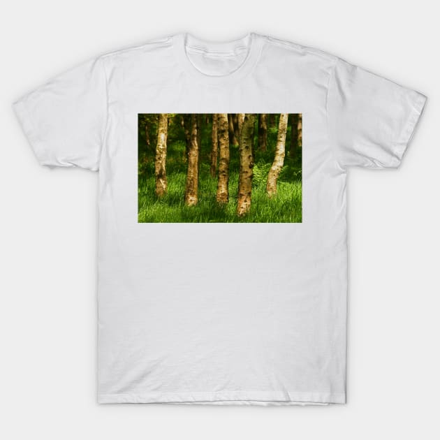 Springtime Silver Birch T-Shirt by RoystonVasey